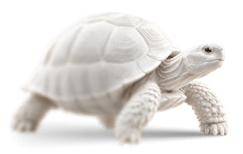 A tortoise, representing the traditional, slower way of managing a tourism business